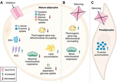 The neutral amino acid transporter SLC7A10 in adipose tissue, obesity and insulin resistance